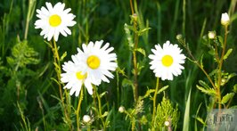 Vier belevingsfasen bij dementie – Inzicht en aansluiting in de zorg