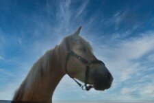 Paardencoaching – Voelen wat er speelt