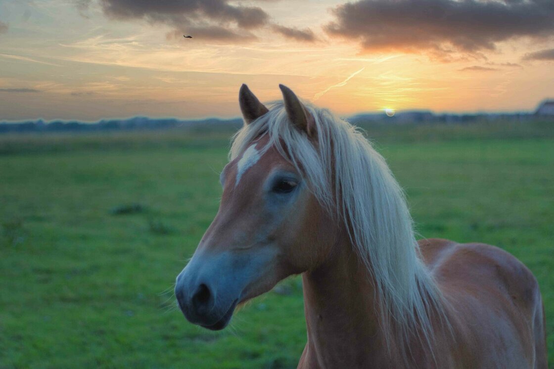 Dierenwelzijn en Paardencoaching