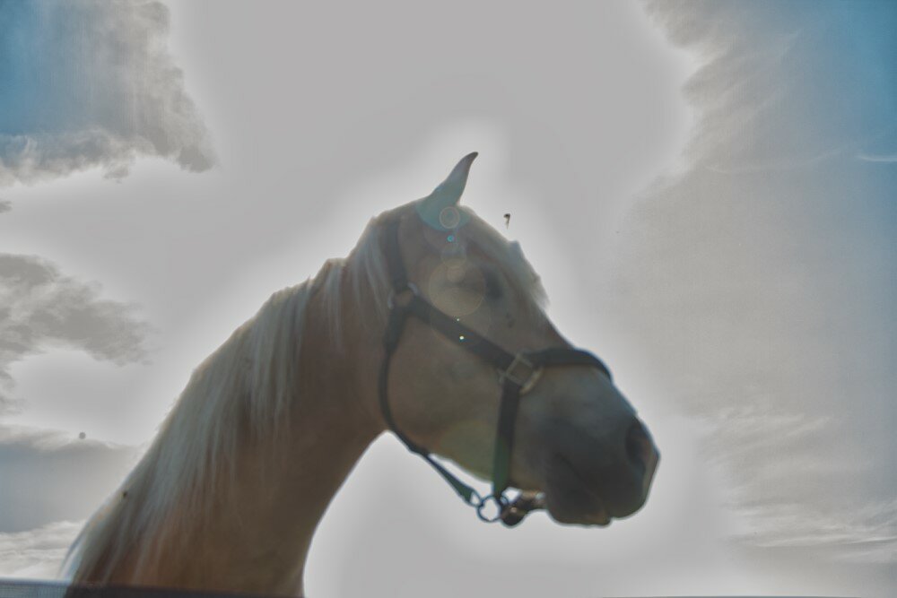 Paardencoaching – Voelen wat er speelt