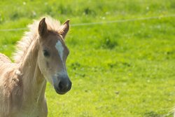 Paardencoaching voor mantelzorgers &ndash; Een adempauze voor jezelf