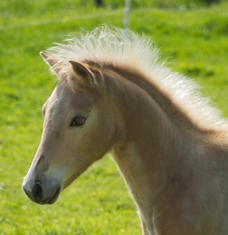 Paardencoaching bij beginnende dementie&quot;