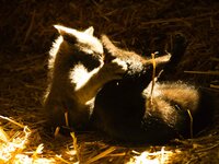 Wanneer is het genoeg? Wanneer is het genoeg?