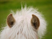 Wat als je ouder geen hulp wíl? Wat als je ouder geen hulp wíl?