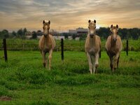 Samen zorgen bij dementie Samen zorgen bij dementie