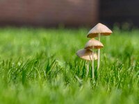 Angst in het licht zetten – drie paddenstoelen als symbool Angst in het licht zetten – drie paddenstoelen als symbool