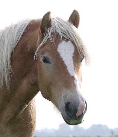 Paardencoaching proef sessie